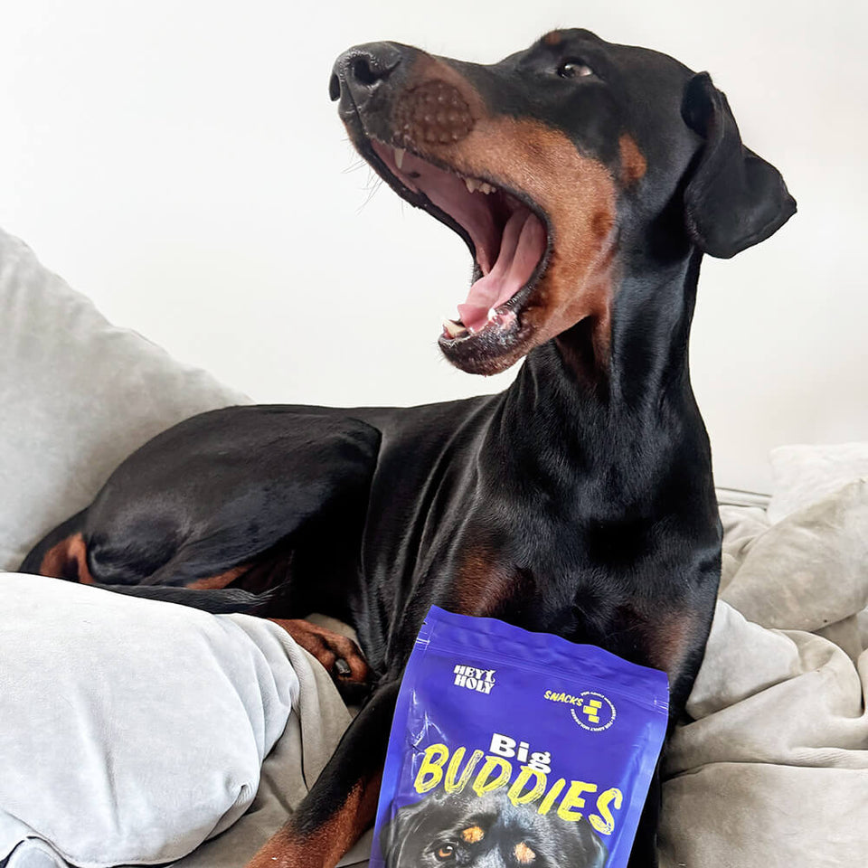 Gähnender Dobermann mit HEY HOLY Big Buddies Snacks