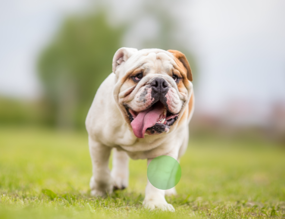 Bulldogge rennt über eine Wiese und streckt die Zunge heraus
