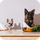 Ein Schäferhund und ein Chihuahua sitzen an einem Esstisch