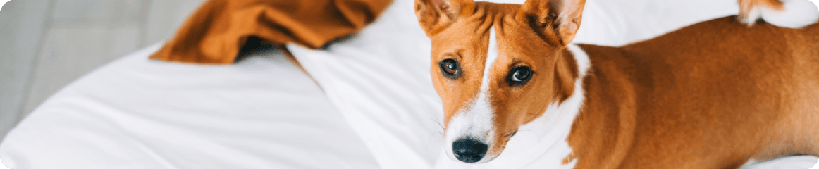 Hund steht auf einem Bett und schaut in die Kamera
