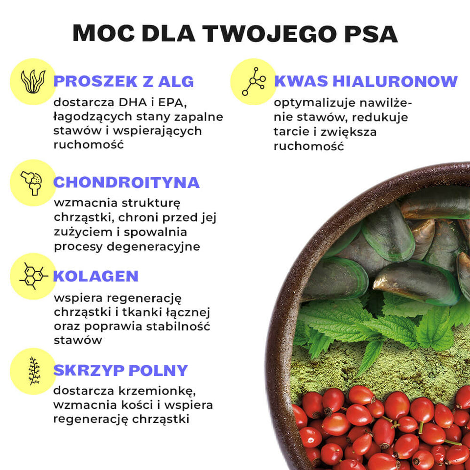 Składniki Mighty Mobility: algi, kwas hialuronowy, chondroityna, kolagen, małż zielony