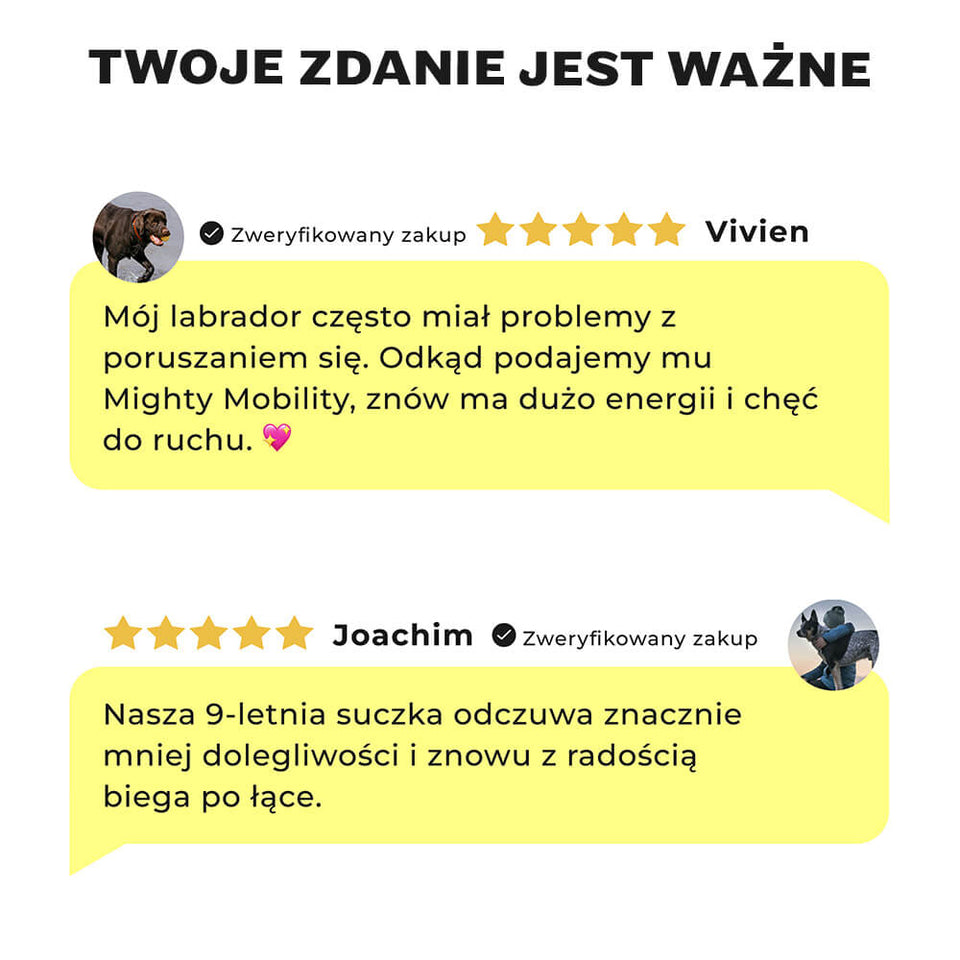 Opinie klientów o Mighty Mobility: poprawa ruchomości u starszych psów