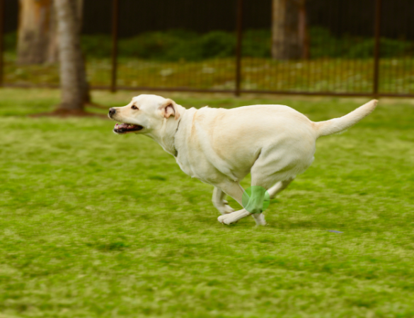Ein Retriever rennt über eine Wiese
