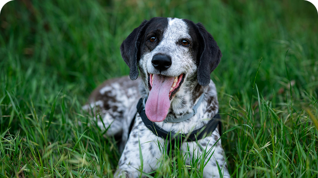 Glücklicher Hund liegt auf einer Wiese