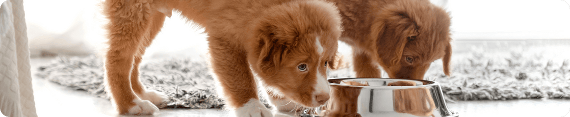 Zwei Hundewelpen fressen aus einem Napf