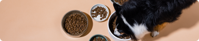 Ausschlussdiät beim Hund: die Anleitung Schritt für Schritt