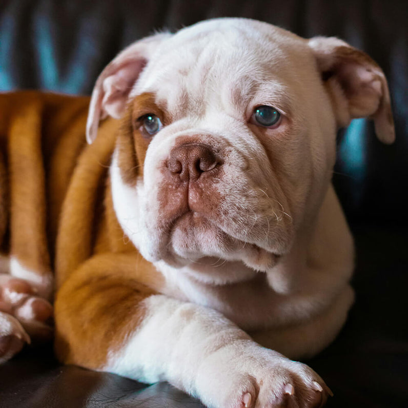 Old English Bulldog