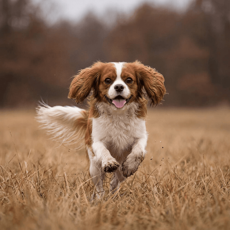 Cavalier King Charles Spaniel