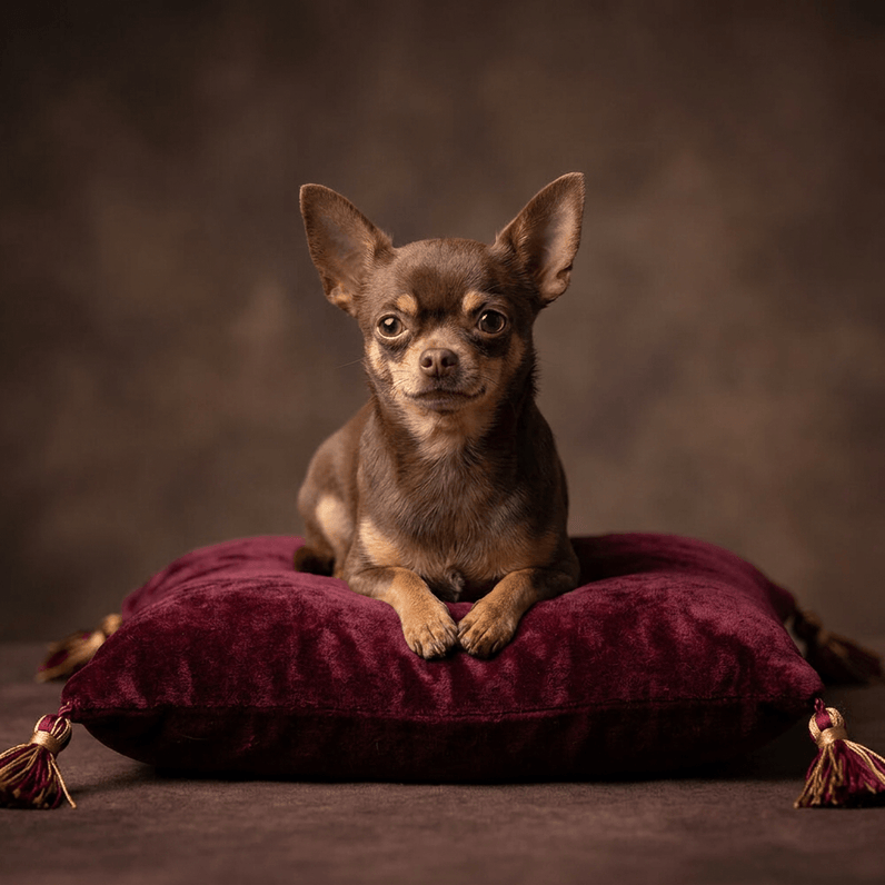 Chihuahua