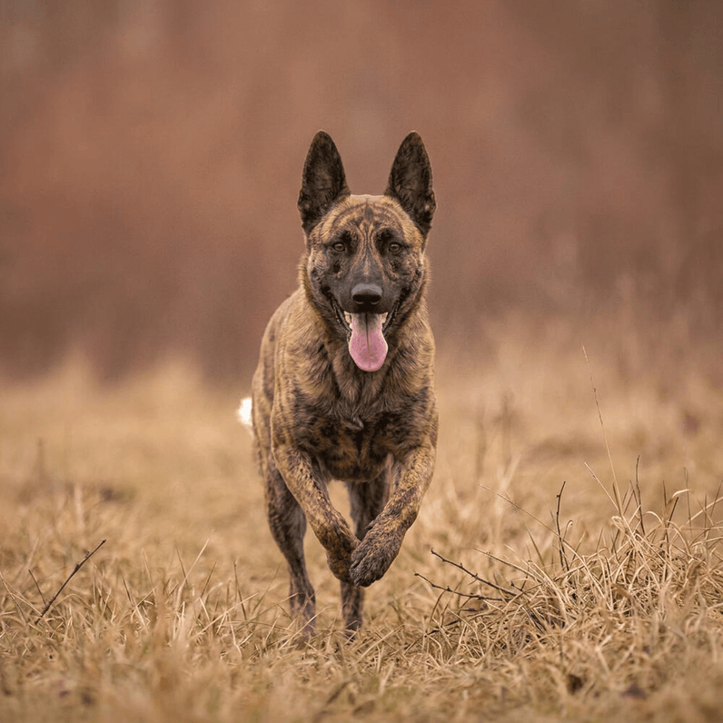 Holländischer Schäferhund