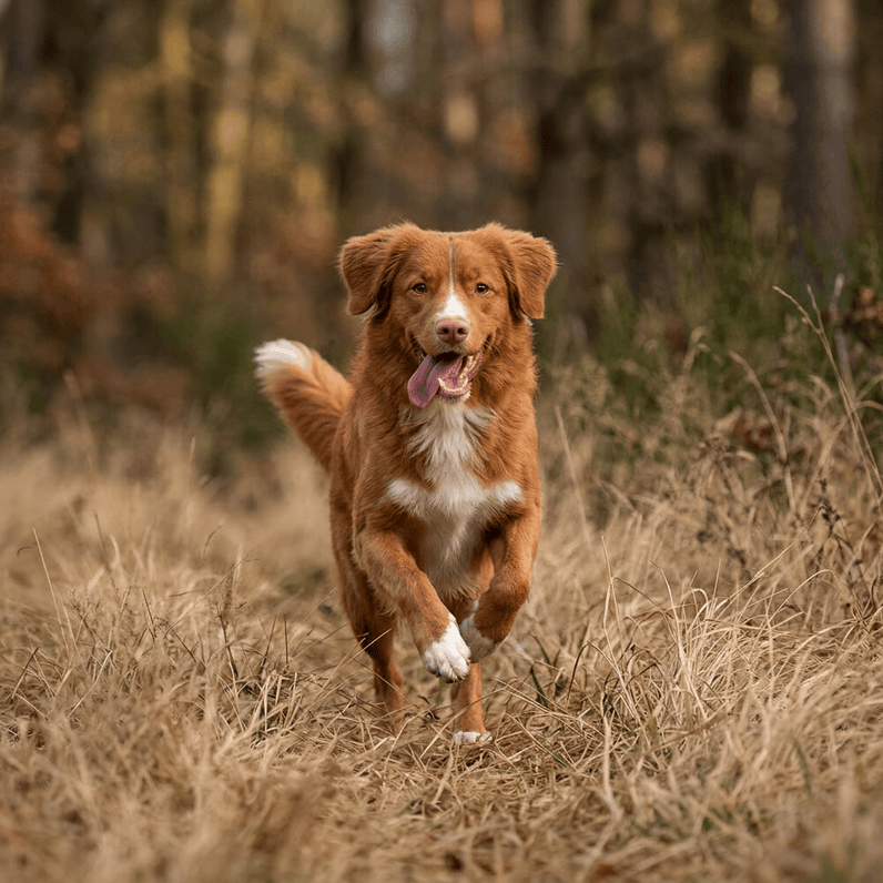 Nova Scotia Duck Tolling Retriever