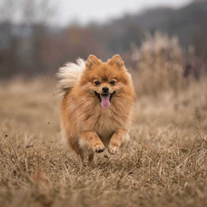 Pomeranian (Zwergspitz)