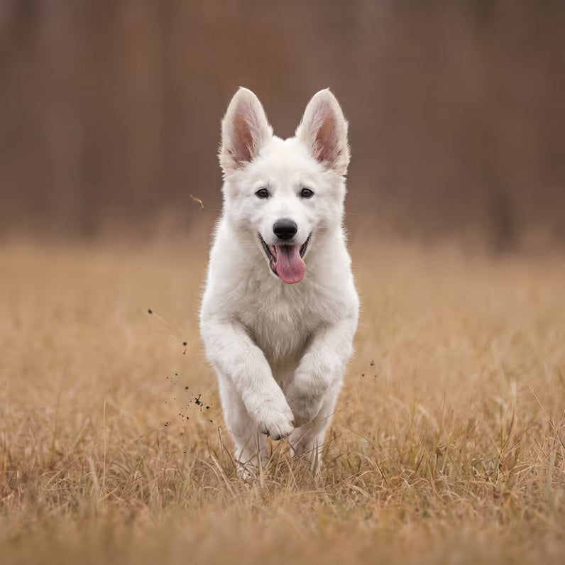 Weißer Schweizer Schäferhund