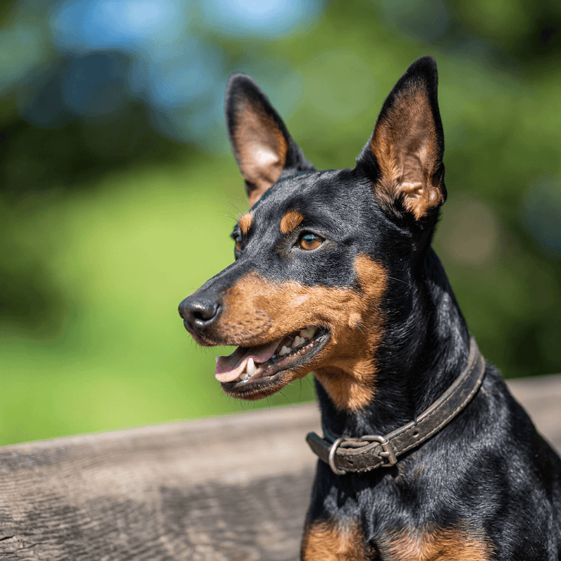 Zwergpinscher