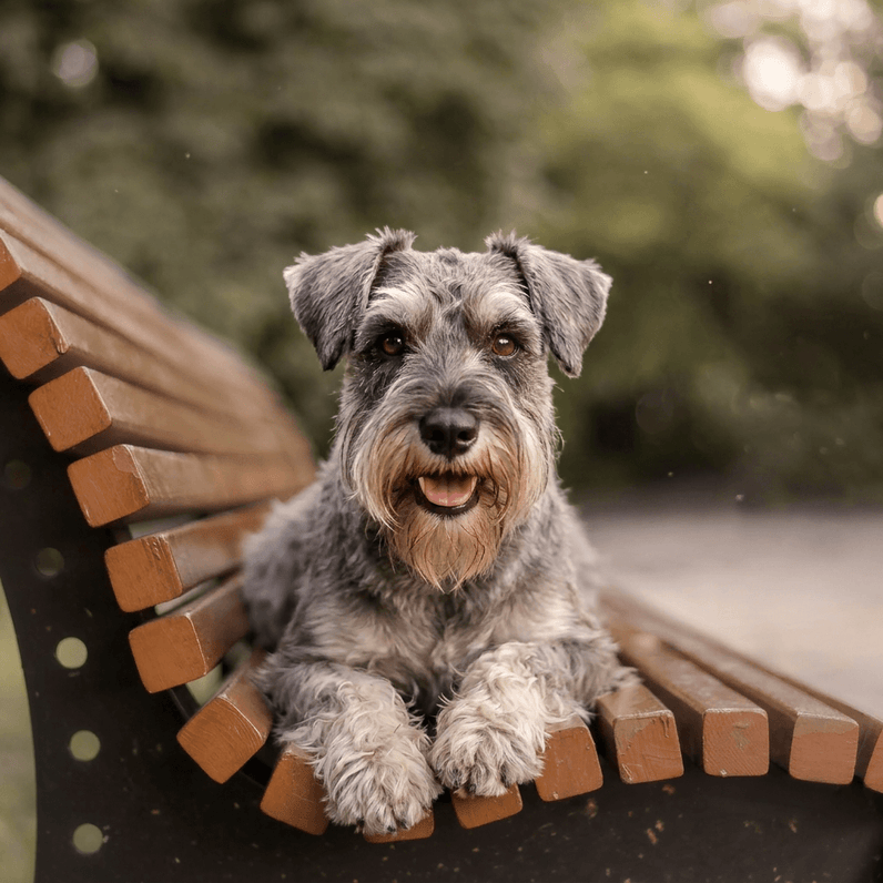 Zwergschnauzer
