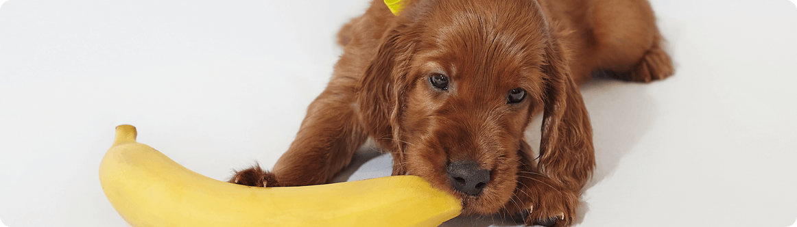 Hund der in eine Banane beißt