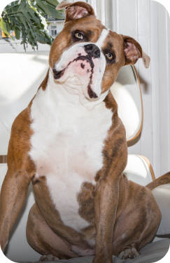 Bulldogge mit braun-weißem Fell sitzt auf weißem Sessel und blickt in die Kamera