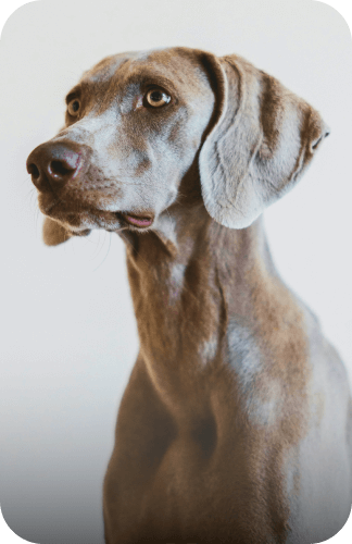 Grauer Weimaraner im Profil mit Schlappohren