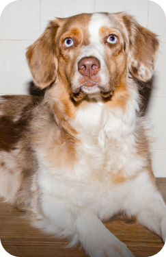 Australian Shepherd mit grau-weißem Fell und verschiedenfarbigen Augen liegt auf dem Boden