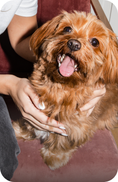 Yorkshire Terrier mit rötlich-braunem Fell wird gestreichelt und schaut glücklich in die Kamera