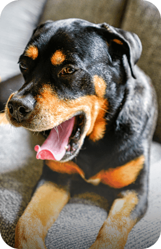 Rottweiler mit offenem Maul sitzt auf grauem Sofa