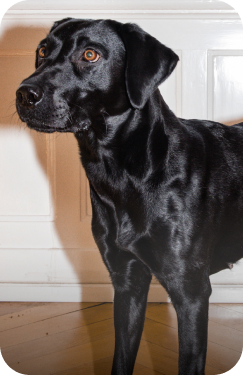 Schwarzer Labrador steht auf Holzboden