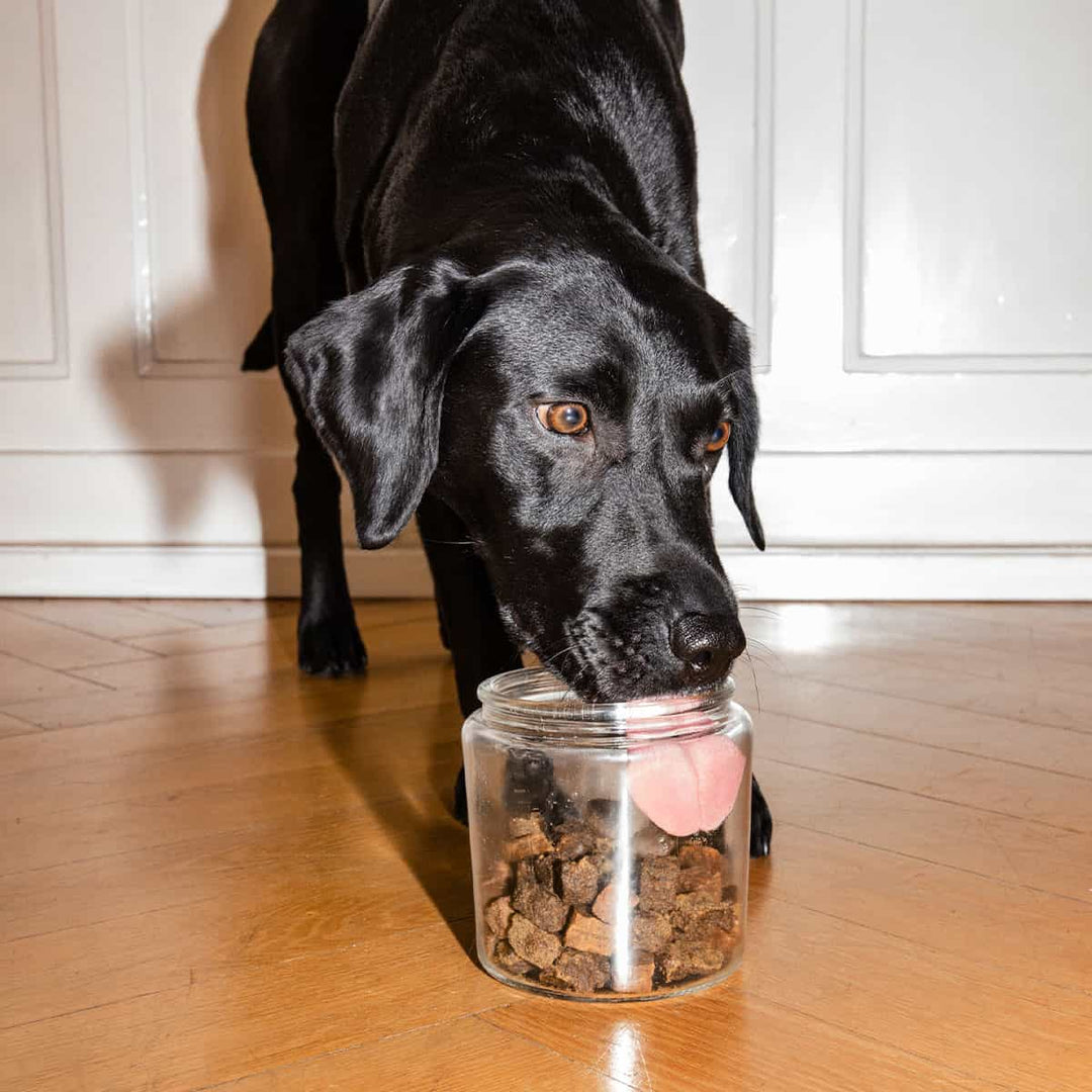 Ravishing Retrievers High Protein Snacks