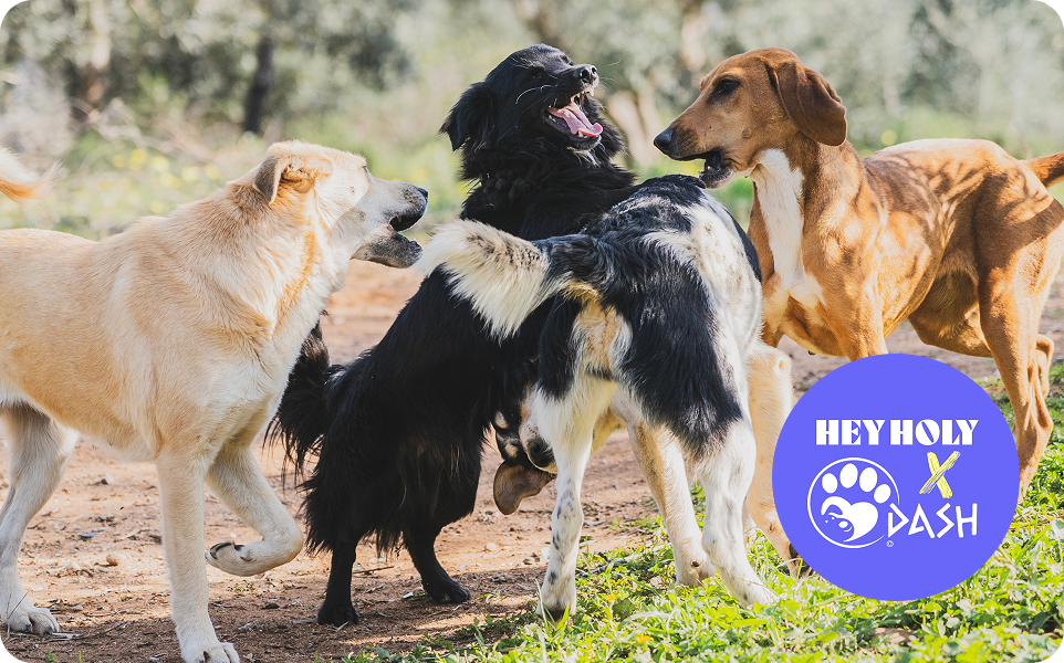 Verschiedene Hunde spielen auf einer Wiese daneben ein HEY HOLY und ein DASH Tierschutz Logo als Zeichen der Zusammenarbeit