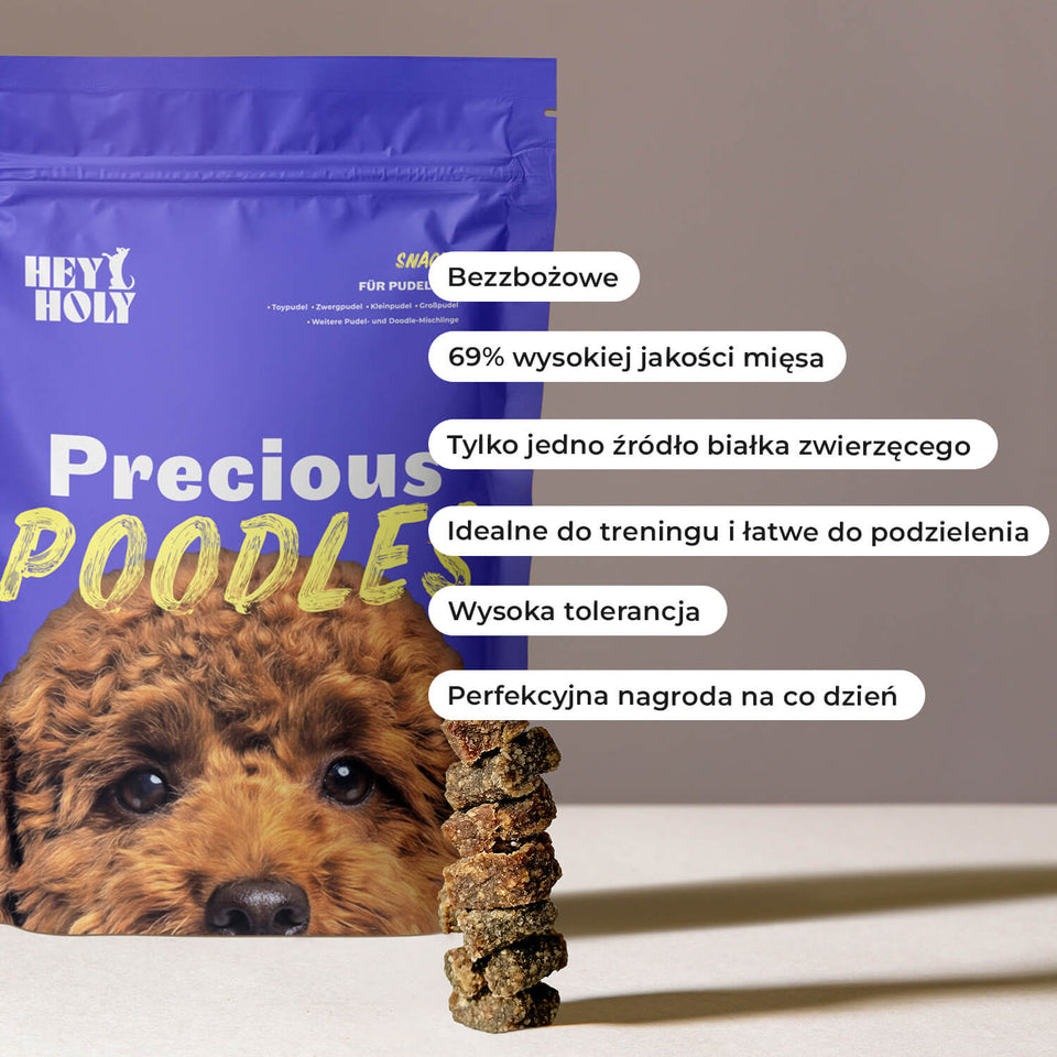 Czarny pudel dostaje z ręki przysmak HEY HOLY Precious Poodles w nagrodę w domu