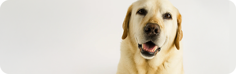 Senior /-/ ab 10 Jahre