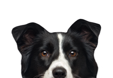 Hütehunde