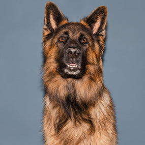 Shine-Bright Shepherds - Wet Food -  400g