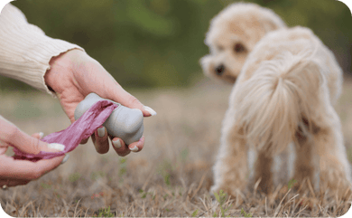 Hundehalterin holt einen Kotbeutel heraus ihr Hund im Hintergrund