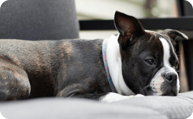 Eine Bulldogge liegt auf einem Sofa